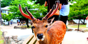 Plastic is killing Japan's famous Nara deers