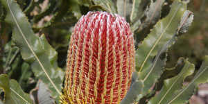 Banksia at Bold Park,one of the areas of remnant woodland. 