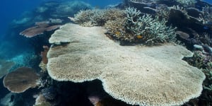 Bleached coral on John Brewer Reef,offshore from Townsville,photographed in February 2022. 