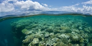 The prognosis for the Great Barrier Reef is grim.