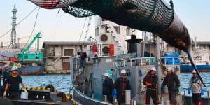 A minke whale is unloaded at a port in Kushiro in 2017 after a scientific whaling expedition.