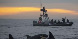 A pod of orcas from the Eastern Tropical Pacific population are seen recently in Southern California.