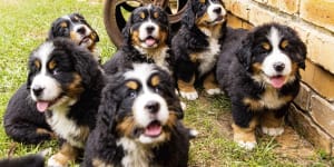 Dogfight:War of words over puppy farms before NSW election