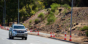 Stumps left behind after massive trees were removed from Mounts Bay Road in Perth’s CBD following an infestation by the polyphagous shot-hole borer.