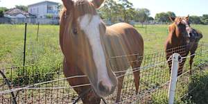 New housing development in Hendra,Brisbane. 