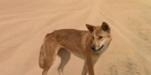 Urgent review after dingo drags baby from Fraser Island campervan