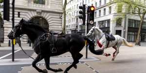 Military horses,one blood-stained,run loose through central London