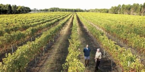 Organic shift only natural for iconic WA winery Voyager Estate