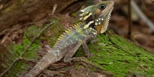Boyd’s forest dragon – not only camouflaged;they seldom move.