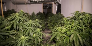 Cannabis plants at a Macgregor house that was raided by police in 2018.