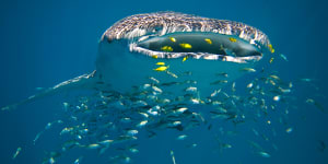 A Whale shark filter feeding off Ningaloo Reef,Western Australia. The fish also no longer needs a recovery plan,the environment department says.
