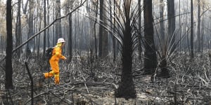 'The whole place went up':Fears for koala colonies as NSW fires burn on