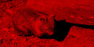 A wombat goes about its business while viewed with night vision equipment as part of Nocturnal at Lone Pine Koala Sanctuary.