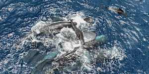The Project CETI image shows female sperm whales holding a newborn calf above water until it can swim on its own. 