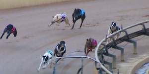 Baba Bear - the black and white dog on the rail towards the rear of the field (top right of photo) - ran his one and only race in Ballarat. 