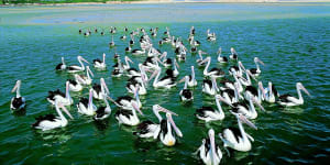 Pelicans at the Entrance. 