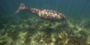 A dugong in the Exmouth Gulf.