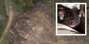 The EPA has investigated logging operations in the Tallaganda State Forest,which is known habitat of the greater glider.