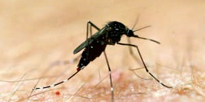 Japanese encephalitis cases were detected in NSW’s south and west earlier this year.