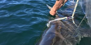 A shark is tagged and released from a SMART drumline by the Department of Primary Industries.