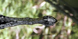 Crikey! Rangers scramble to confirm croc sighting on Straddie