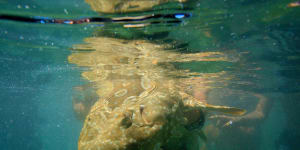 Shark that bit Sydney surfer at Manly was wobbegong