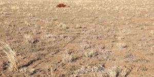 Man charged over horse massacre in outback Queensland identified