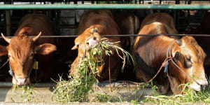 There is an outbreak of the highly infectious foot and mouth disease in cattle in Indonesia.