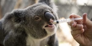 Sue Ashton feeds Lismore Myrtle formula during her recovery. 