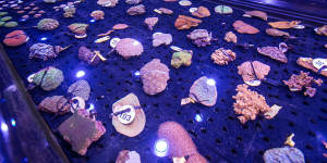 The Living Coral Biobank in Cairns is a project of the conservation group,the Great Barrier Reef Legacy.