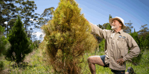 GIF - SHD:Ron Junghans from the Sydney Christmas Tree farm in Duffy’s Forest inspects some of their struggling Christmas trees. The extreme weather that has plagued Australia’s east coast has led to a Christmas tree shortage,with trees getting water logged and root rot. 24th November 2022,Photo:Wolter Peeters,The Sun Herald. SHD:Ron Junghans (left) and Jack Britton from the Sydney Christmas Tree farm in Duffy’s Forest inspect some of their Christmas trees. The extreme weather that has plagued Australia’s east coast has led to a Christmas tree shortage,with trees getting water logged and root rot. 24th November 2022,Photo:Wolter Peeters,The Sun Herald. SHD:Ron Junghans (left) and Jack Britton from the Sydney Christmas Tree farm in Duffy’s Forest inspect some of their Christmas trees. The extreme weather that has plagued Australia’s east coast has led to a Christmas tree shortage,with trees getting water logged and root rot. 24th November 2022,Photo:Wolter Peeters,The Sun Herald.
