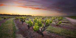 Seppeltsfield in the Barossa Valley offers fortified wines of great antiquity.