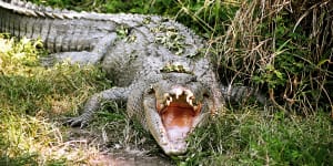 When crocodiles attack:Why people become prey