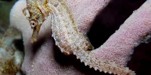 Scientists fear the White’s seahorse could soon join the roll of extinct Australian animals.