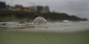 A bluebottle just off the sand at Maroubra on Saturday.