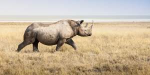 A thousand rhinos are killed each year for their horns,which are touted as a cure-all for everything from cancer to hangovers.