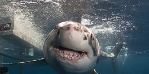 Jaws - the Rodney Fox Shark Experience. 
