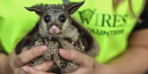 A WIRES volunteer carer holds a baby brushtail possum.