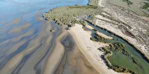 Mangrove habitat meets sand flat habitat in the Gulf. 