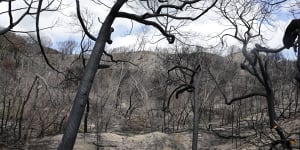 Final two men fined for starting fire that scorched Fraser Island