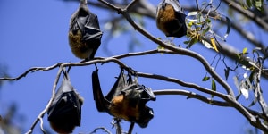 Bat urine screening shows deadly Hendra variant more widespread than thought