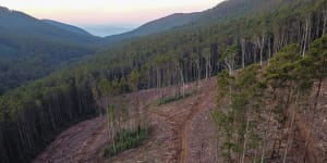 Recent logging in Snobs Creek,in the Rubicon State Forest. 