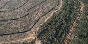 Land clearing at Cuttabri in north-western NSW in 2023. There is no suggestion the land clearing was illegal.