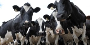 Coles,Woolies lift milk price to help drought-stricken farmers