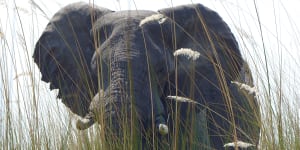 African presidents want a return to ivory trade