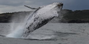 Superheroes of the deep:humpbacks bounce back from near extinction to help fight climate change