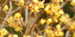 Wintersweet holds tiny,beautifully scented,pale-yellow flowers on its bare branches through winter.