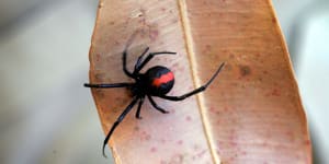 A can of bug spray and deadly spider ignite unusual biosecurity spat