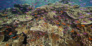 UNESCO will send a mission to inspect the Great Barrier Reef later this month. 