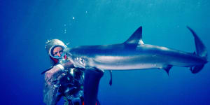 Valerie Taylor swims with a shark.